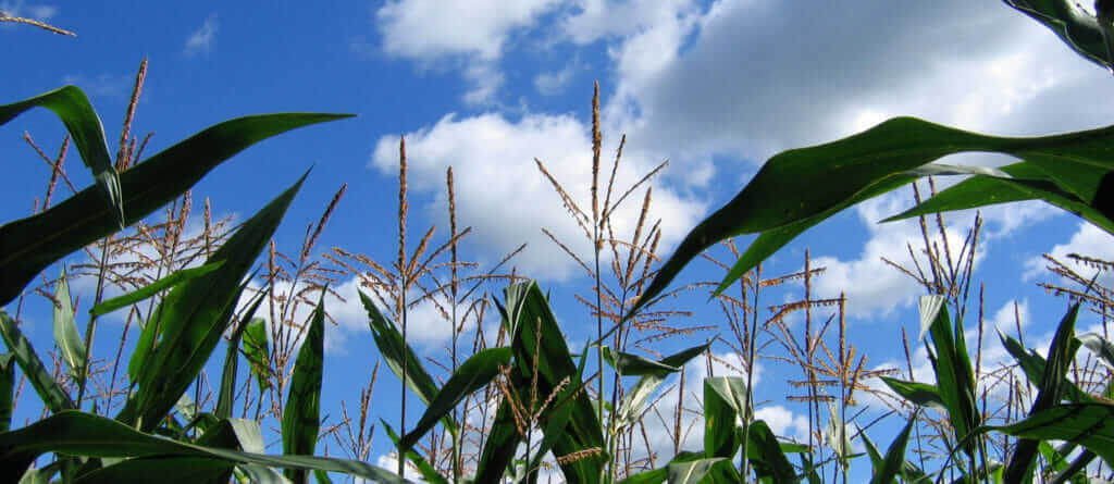 cornfield